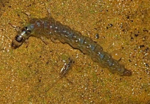 Rhyacophila sp.